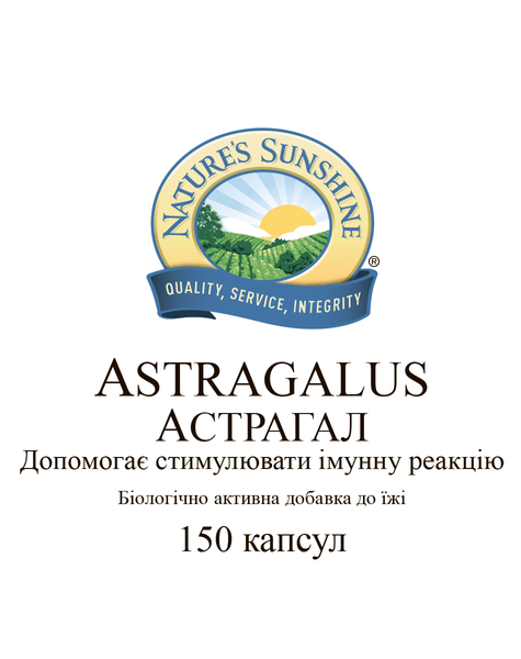 Астрагал (Astragalus) 22751 фото